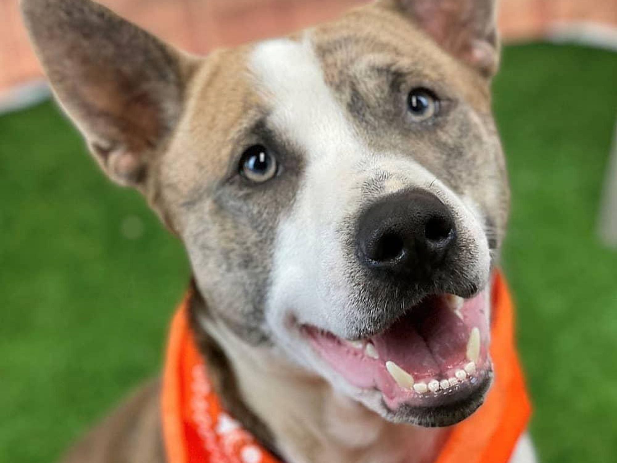 BARC dog bandana adoption