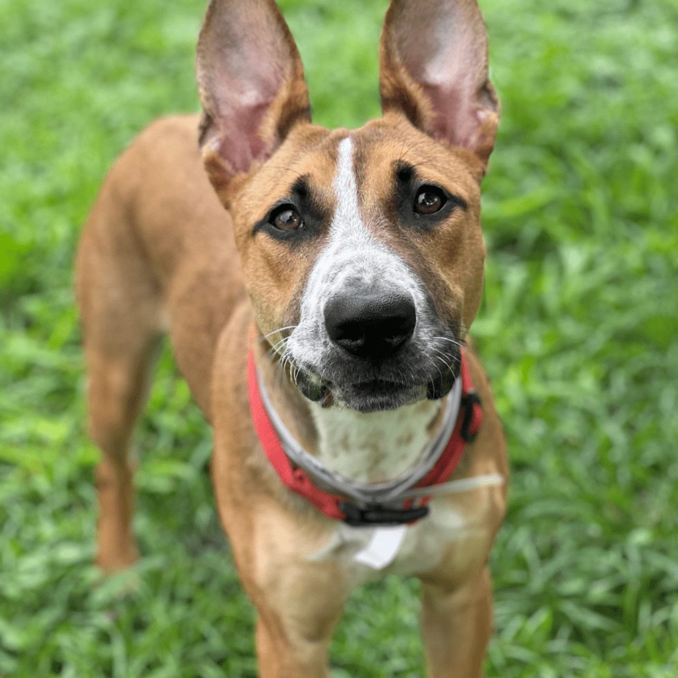 BARC dog Burgundy A1838574