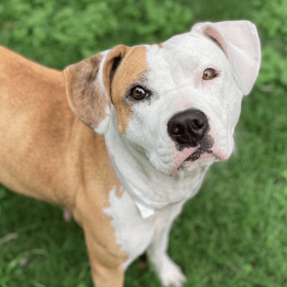 BARC dog Chelsey A1838580