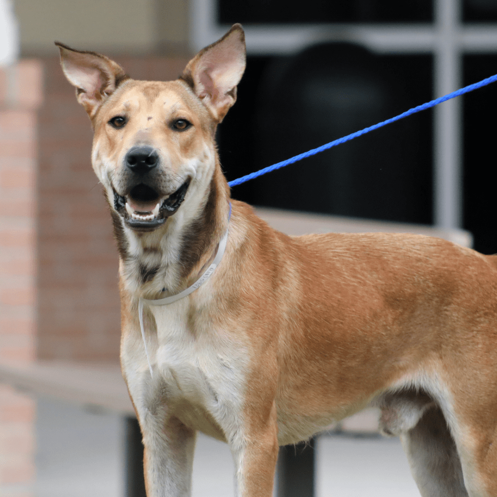 BARC dog Marco A1835921