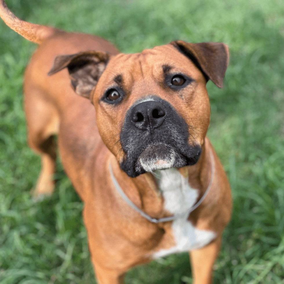 BARC dog Onion A1837349.