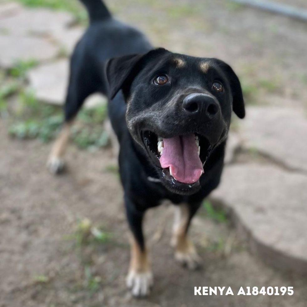 BARC Houston dog Kenya