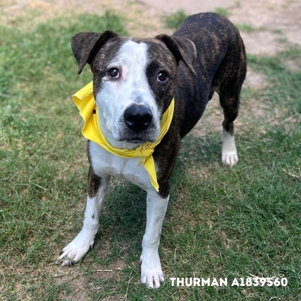 BARC Houston dog Thurman