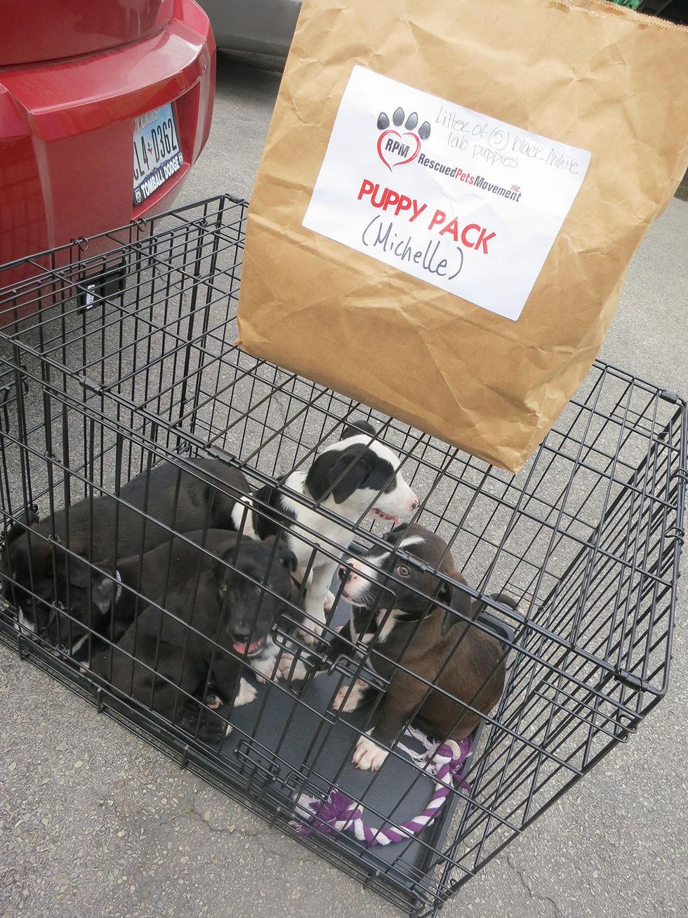 BARC Rescued Pets Movement November 2013 RPM Fosters and their travel supplies