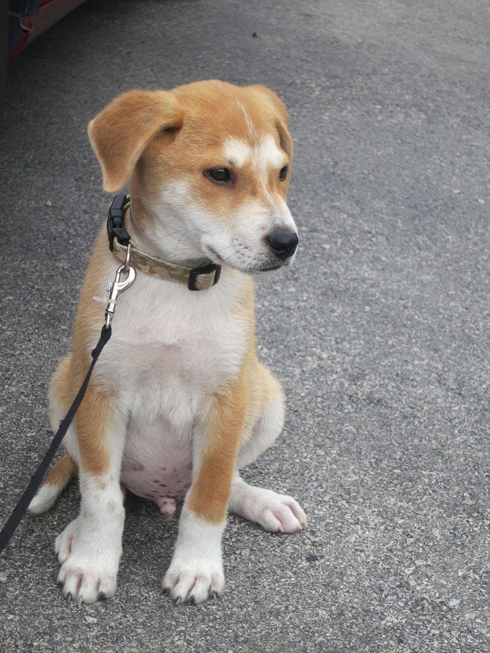 BARC Rescued Pets Movement November 2013 Transport Pup prepares to load