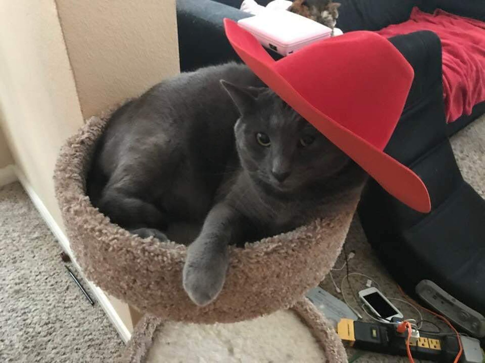 BARC waives adoption fees for July.