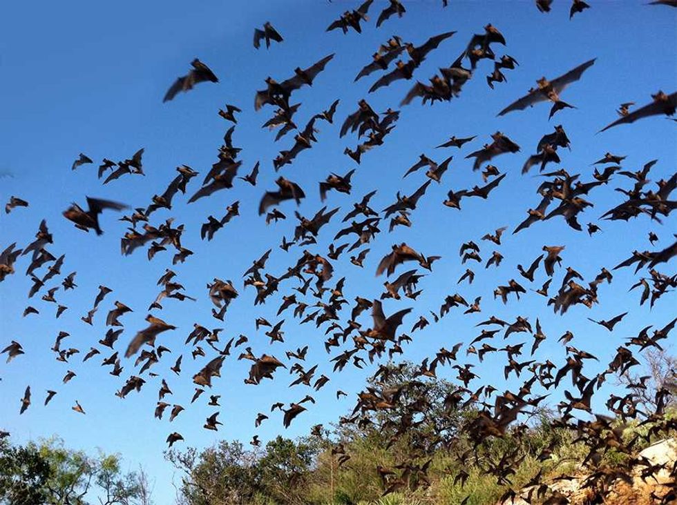 Bat Fest at the Houston Arboretum & Nature Center