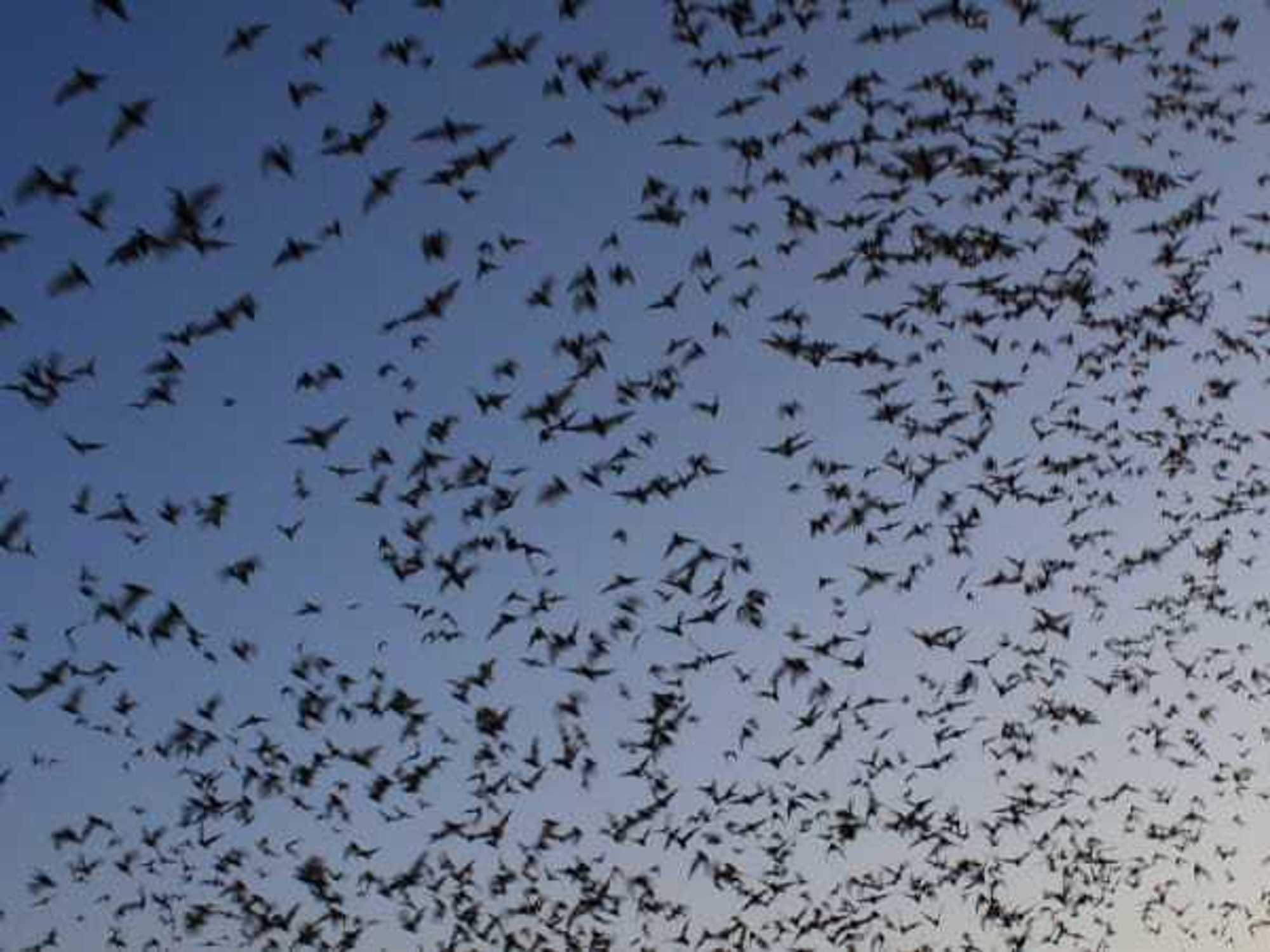 bats, Mexican free-tail bats
