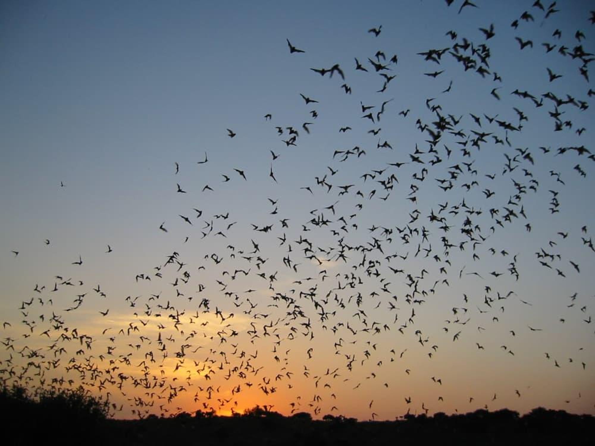 Bats on the Bayou