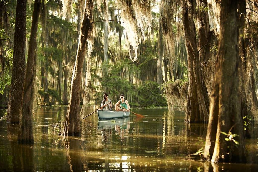 Bayou swamp