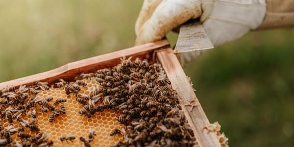 Texas buzzes as the 4th best state for beekeeping in new report - Vimarsana News