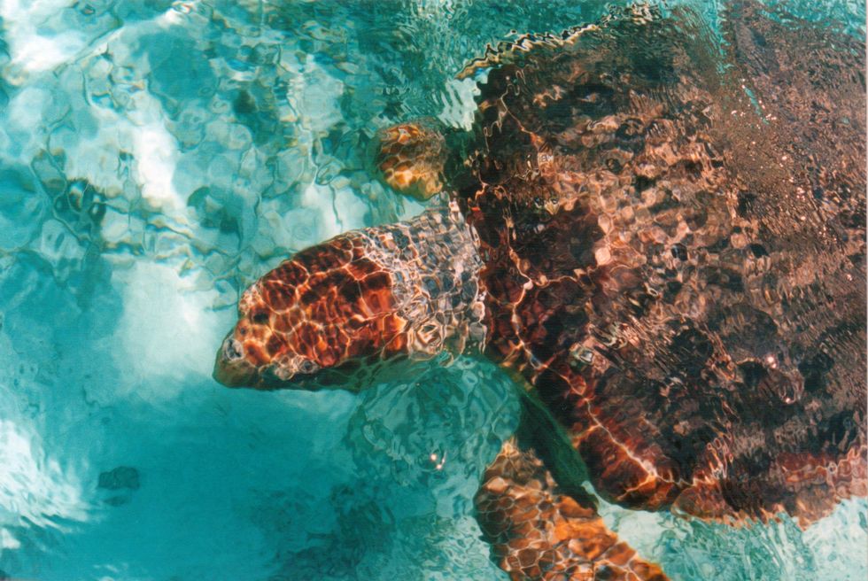 Belize_Loggerhead_Sea_Turtle
