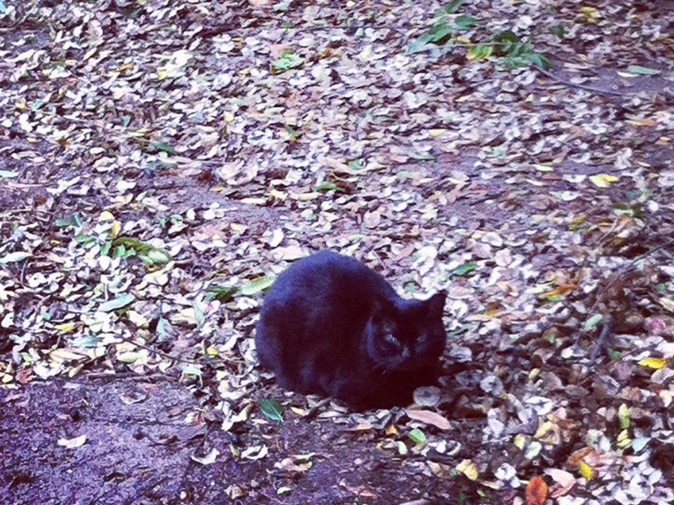 Bernard- Caroline Collective's devoted mascot