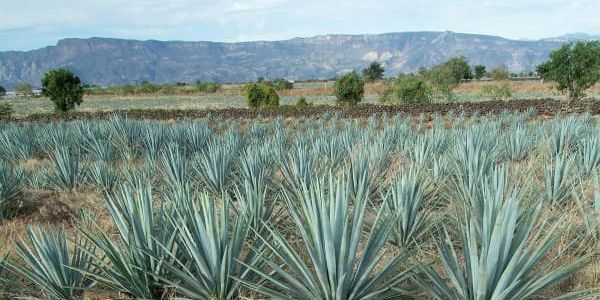 West Texas town celebrates spiky succulents during annual agave festival - Vimarsana News