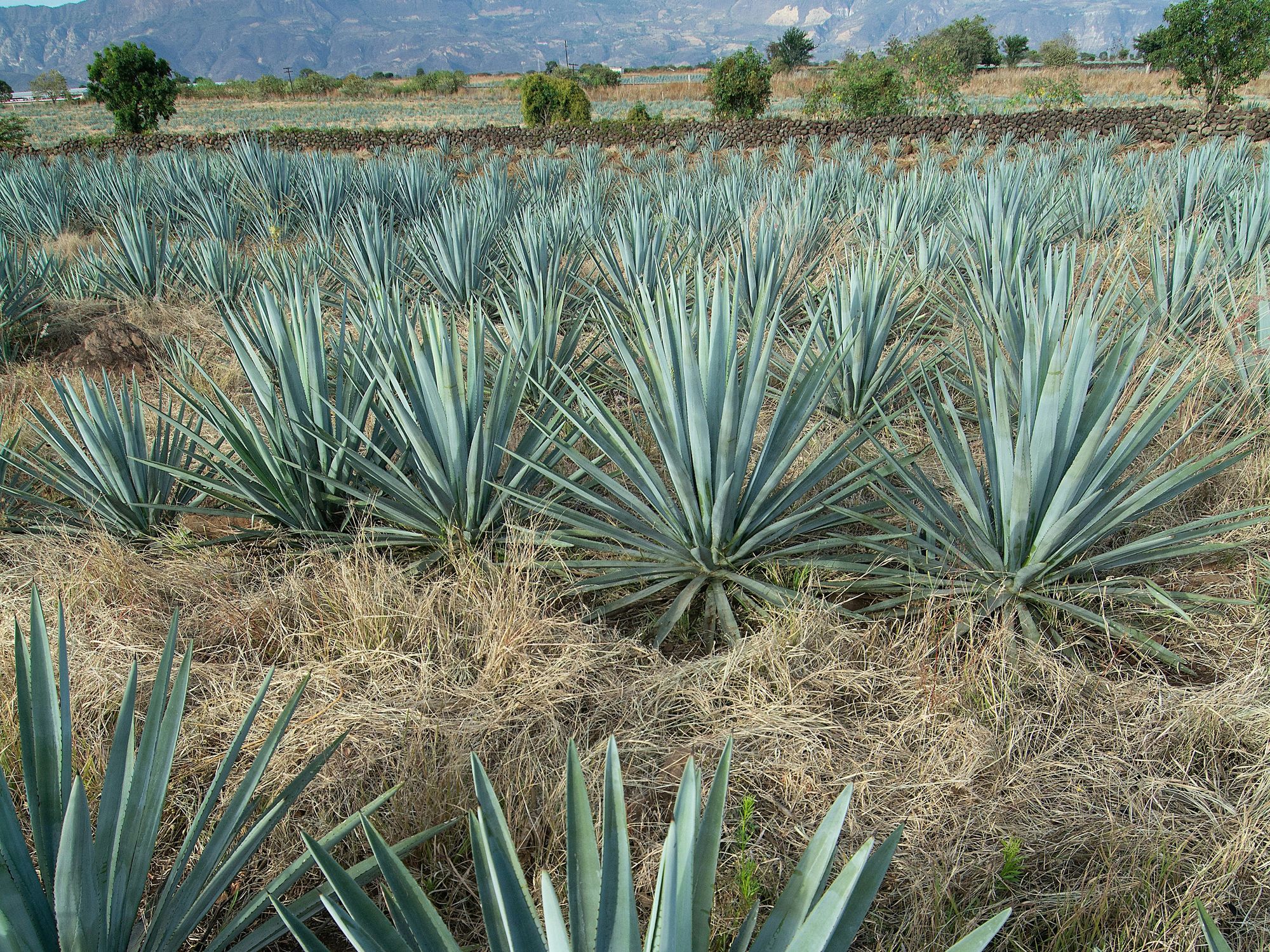 Blue agave Mexico