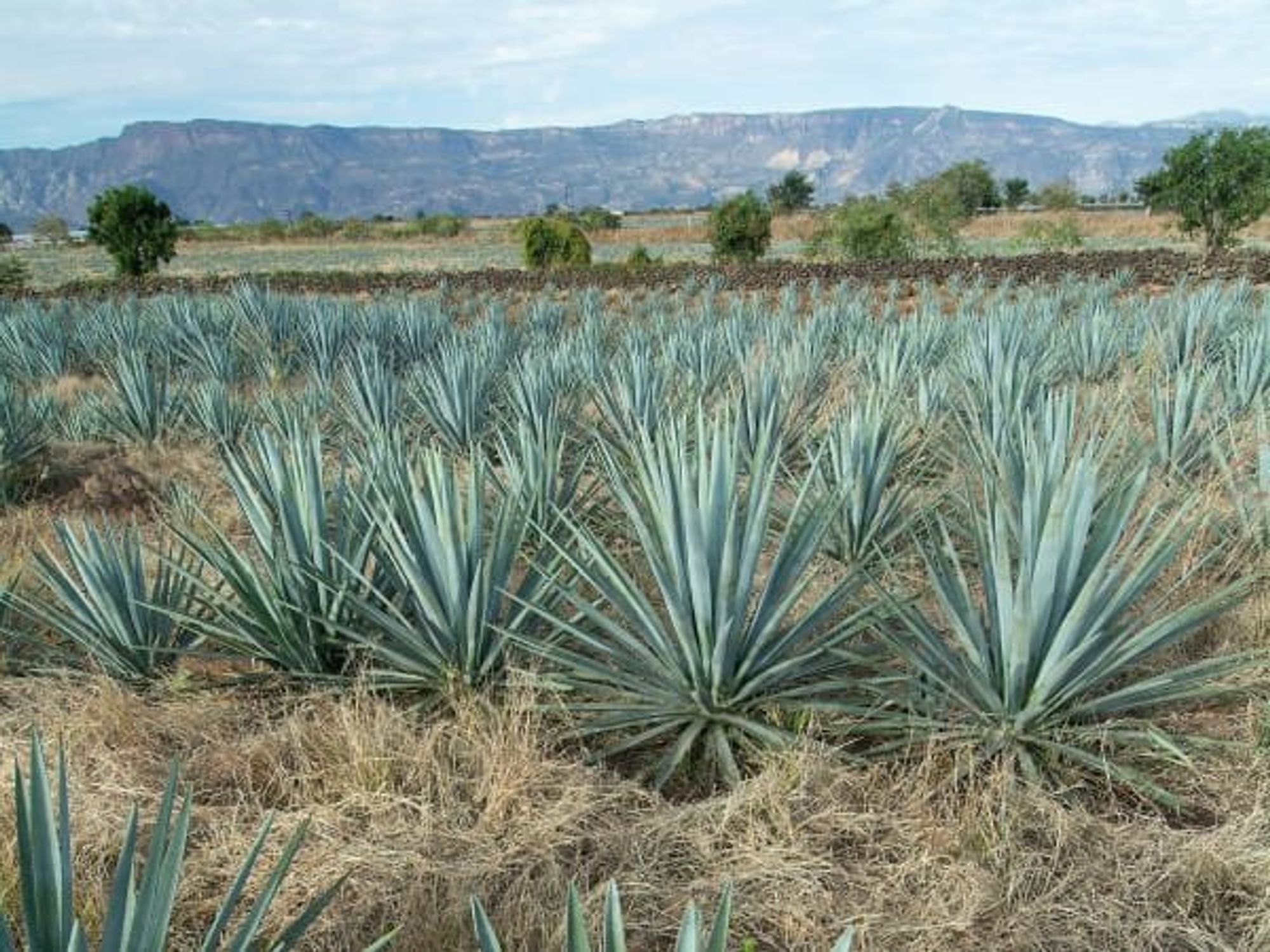 Blue agave Mexico
