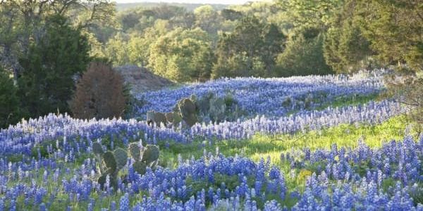Best places for a beautiful bluebonnet pilgrimage across Texas in 2024 - Vimarsana News