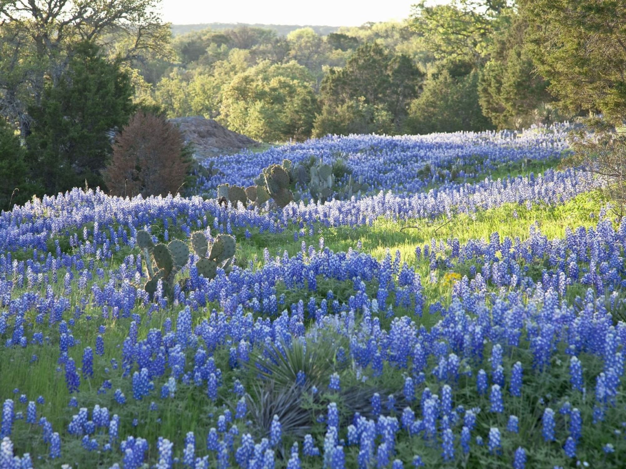 Bluebonnets, Inks Lake Park