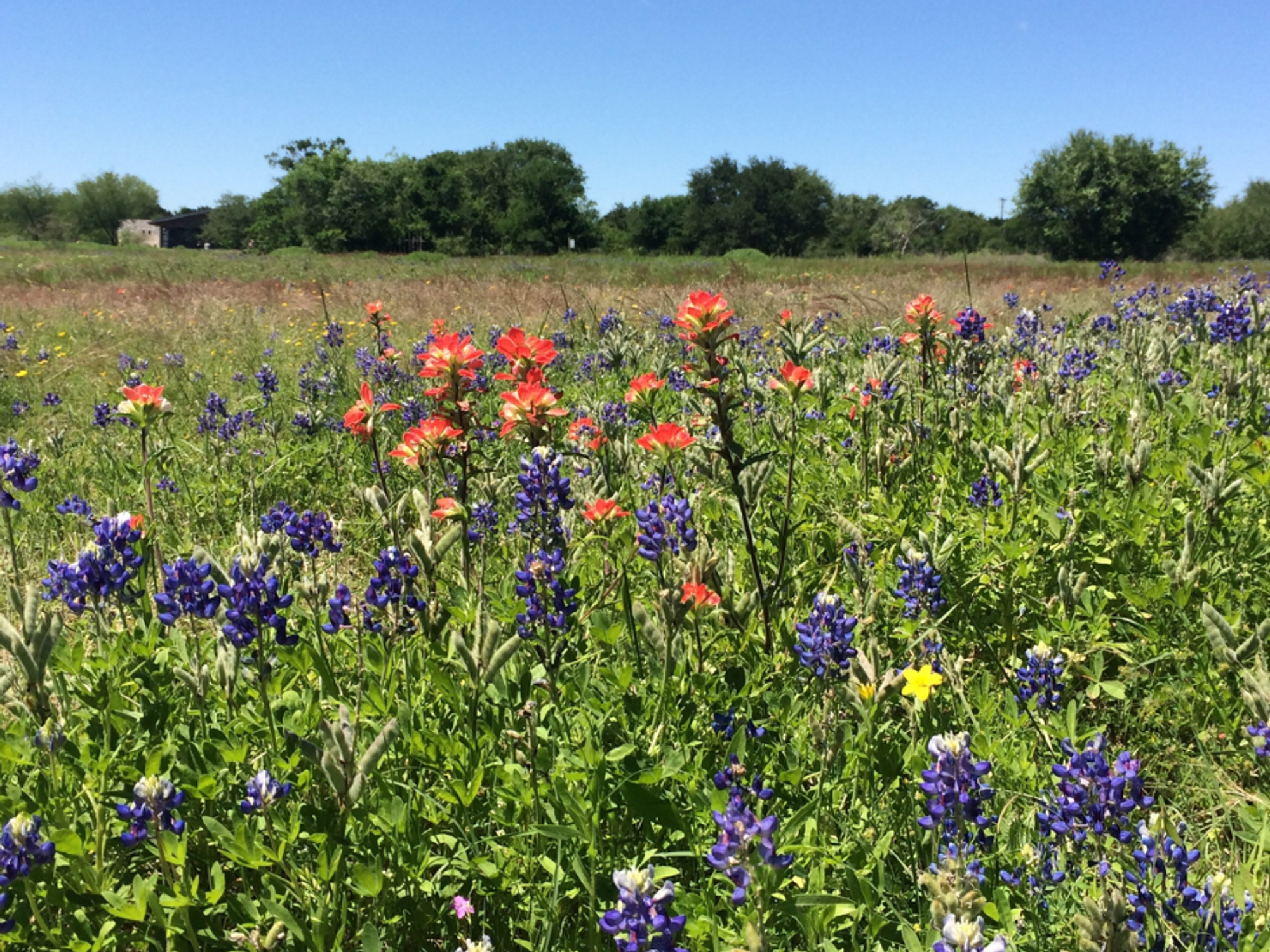 Bluebonnets