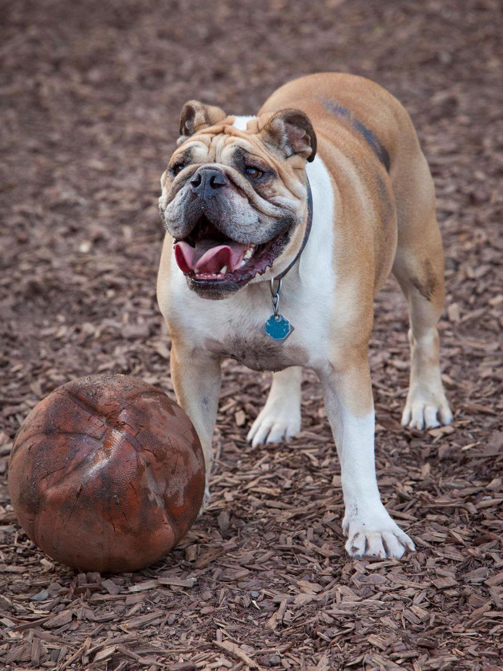 Boneyard Drinkery dog with ball