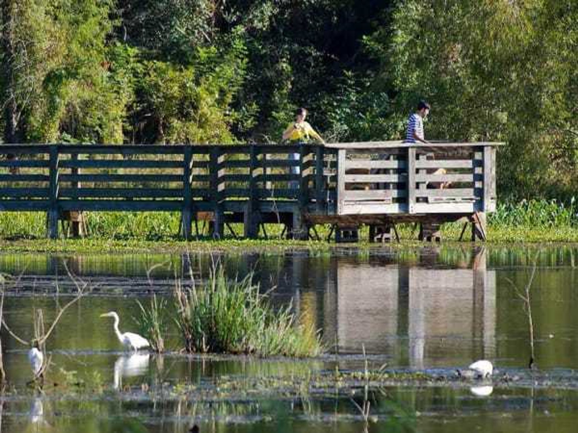 Brazos Bend State Park in Needville
