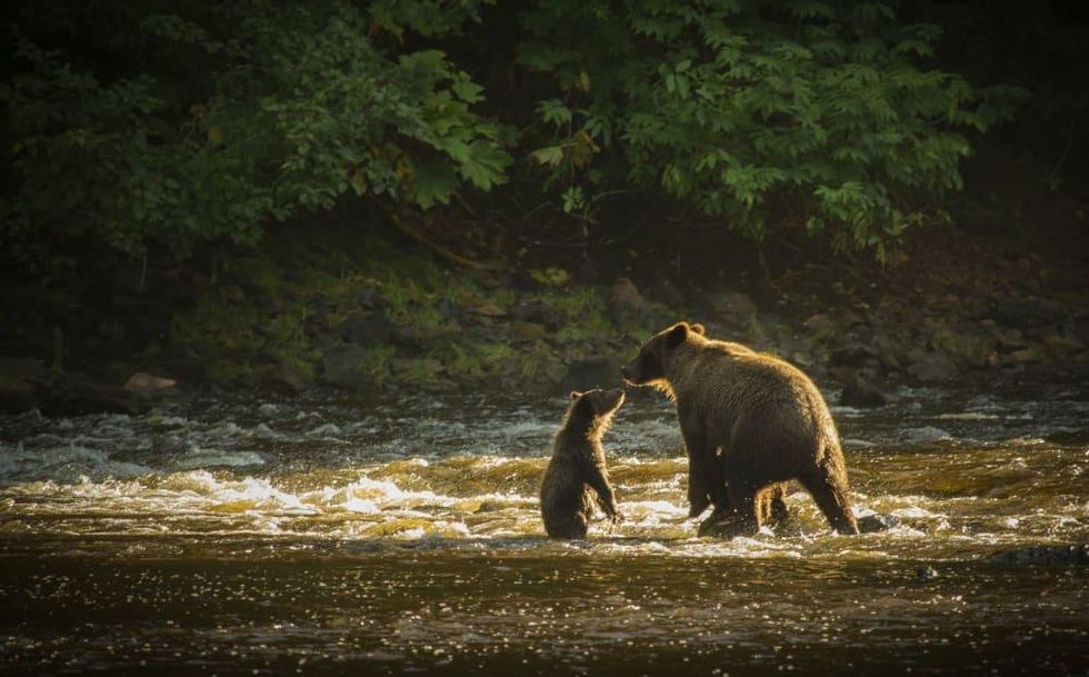 Brown bears