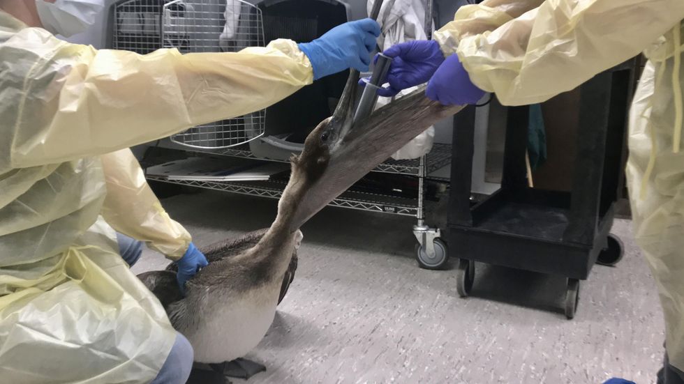Brown pelican receiving medical treatment