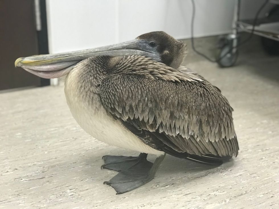 Brown pelican