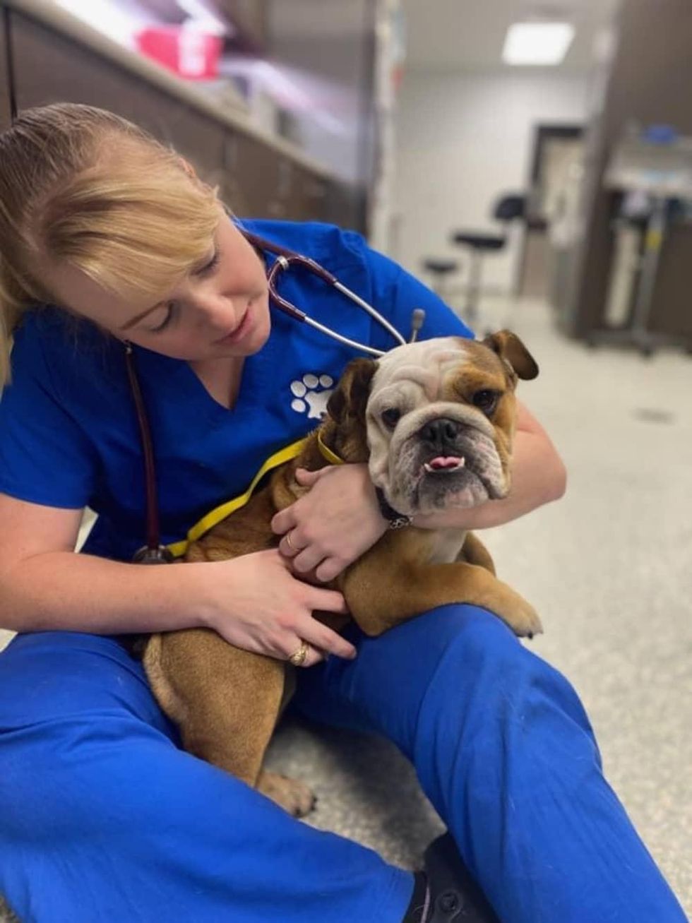 Bulldog with vet tech