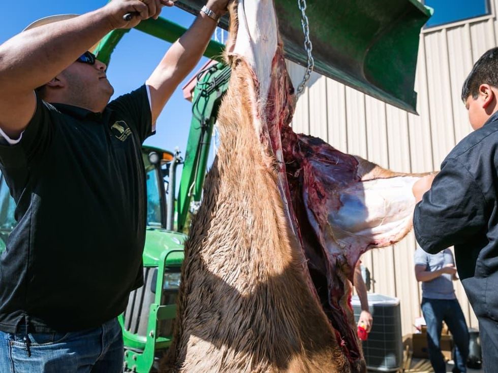 Butchers Ball Felix Florez