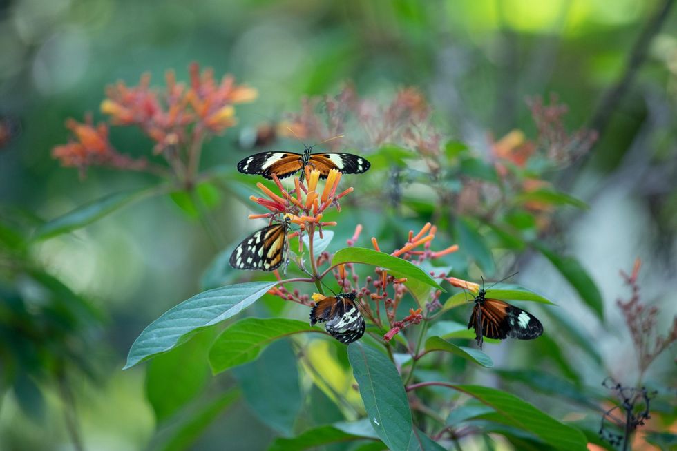 butterflies Houston Museum of Natural Science
