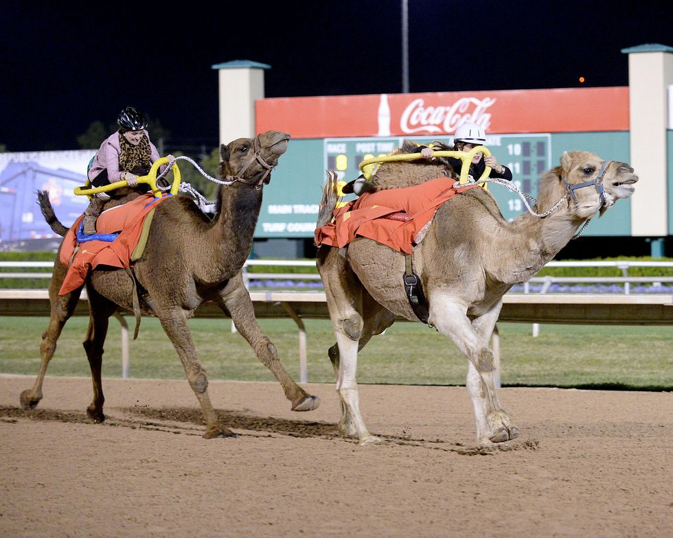 camel race finish line