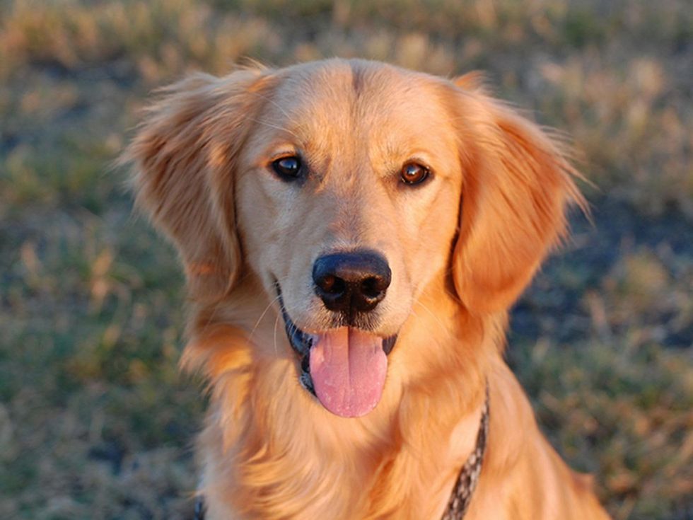 Cane Island in Katy renderings November 2014 dog ambassador