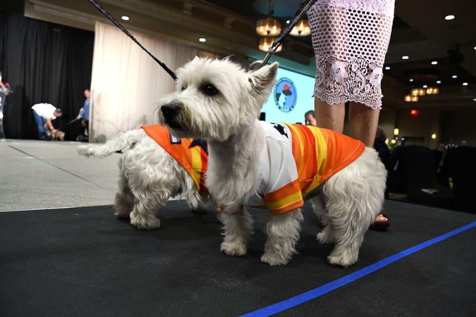 CAP Summer Gala 2019