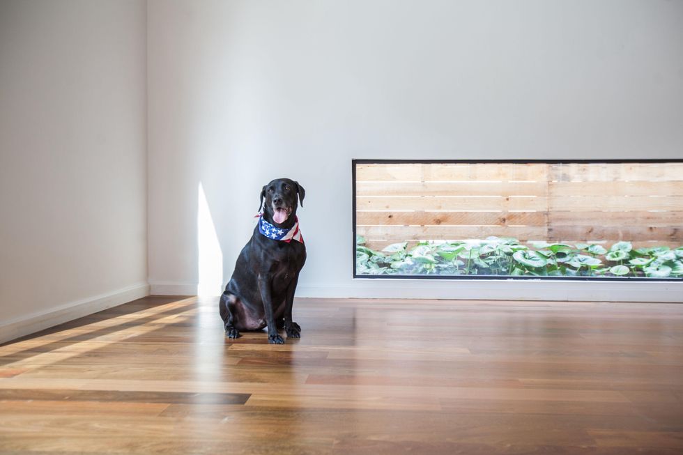 Carol Isaak Barden House of Many Gardens 3320 University July 2014 dog