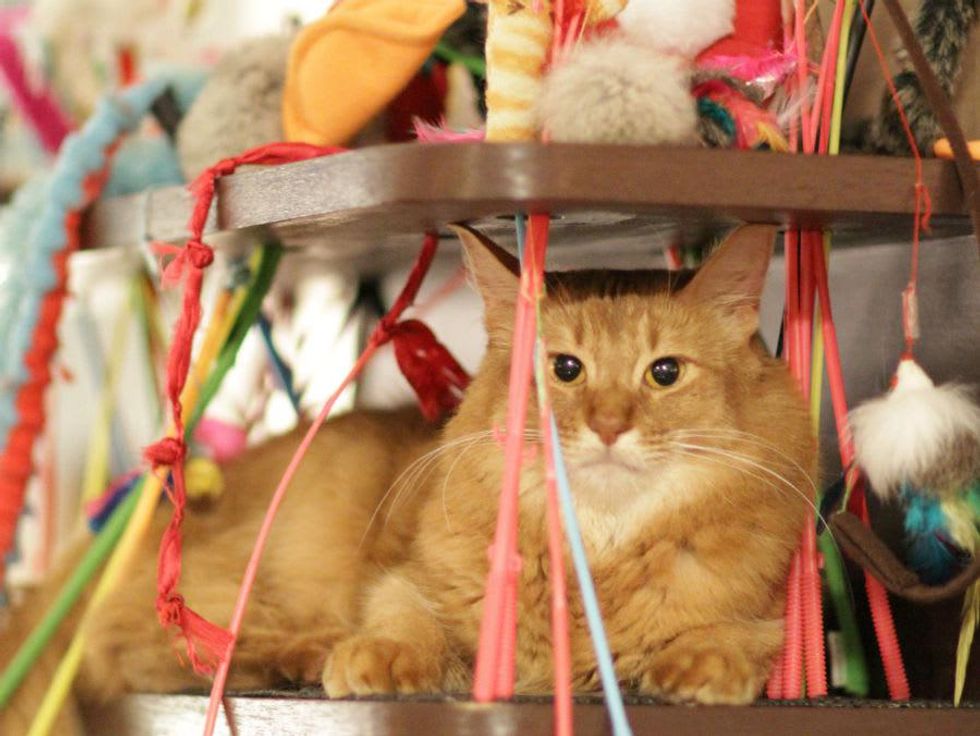 Cat Cafe Calico_Tokyo Japan_2011