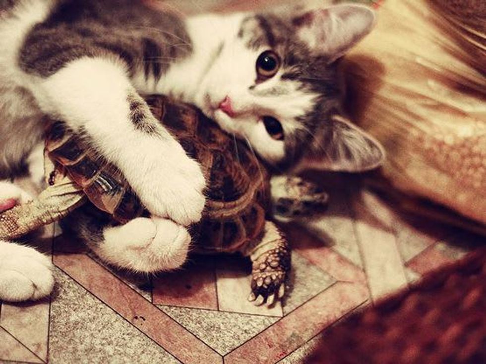 Cat cuddles turtle