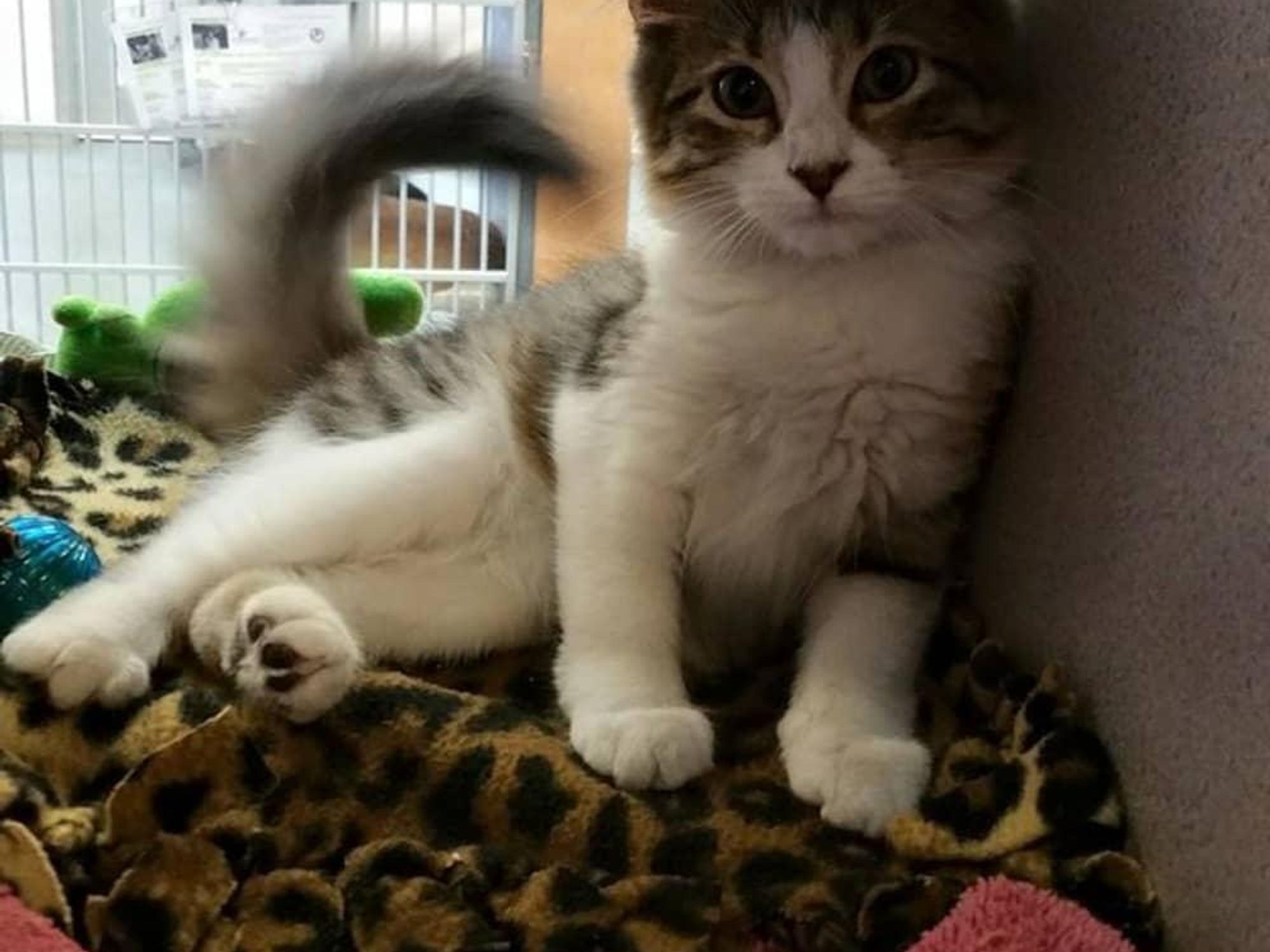 Charity Challenge Citizens for Animal Protection