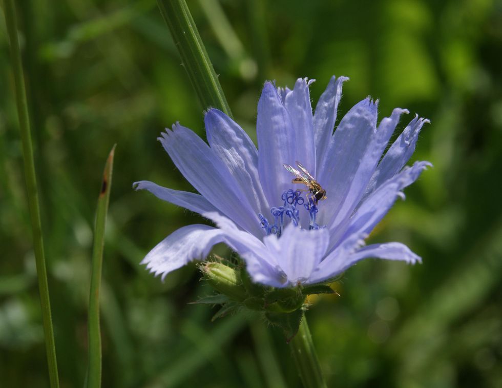 Chestnut Ridge Park purple flower and bee