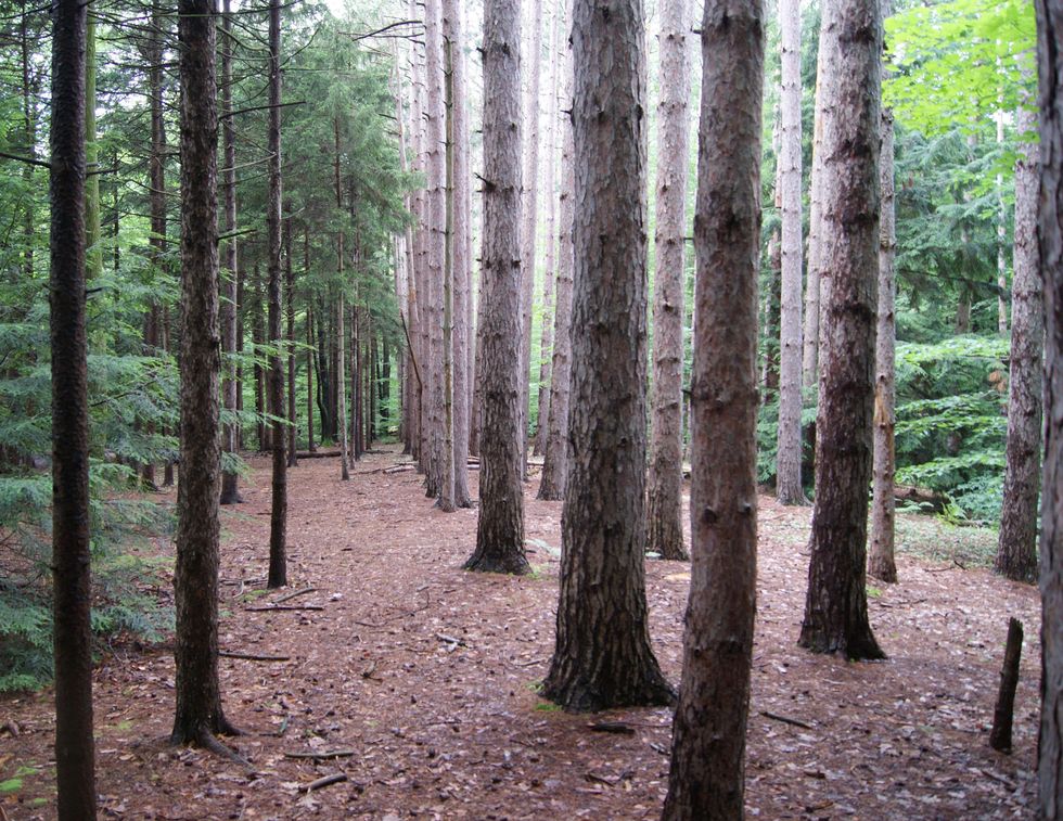 Chestnut Ridge Park trees