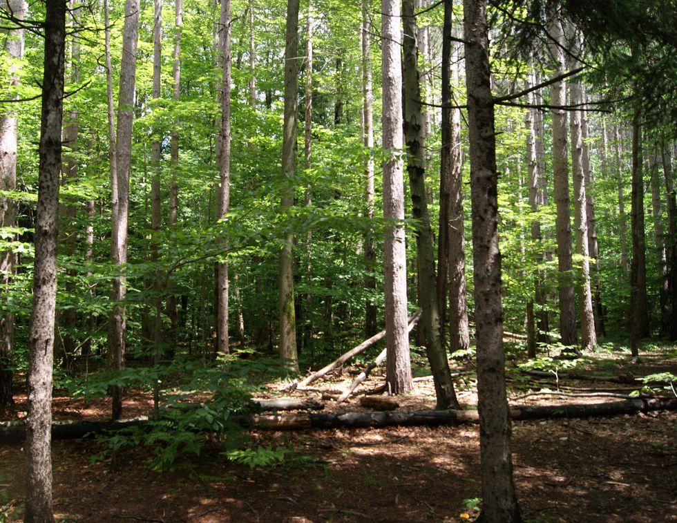 Chestnut Ridge Park trees