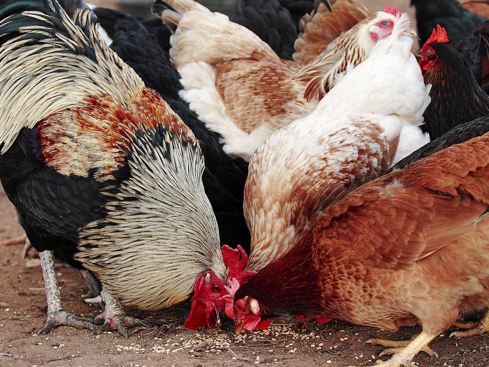 chickens, hens, January 2013