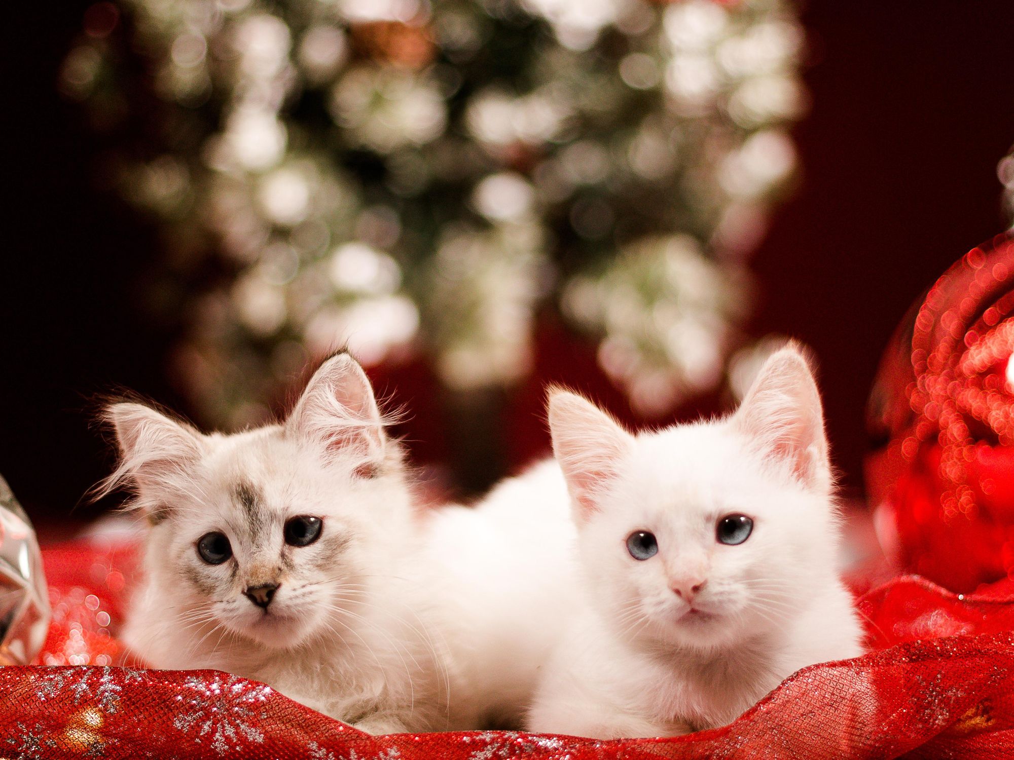Christmas kittens
