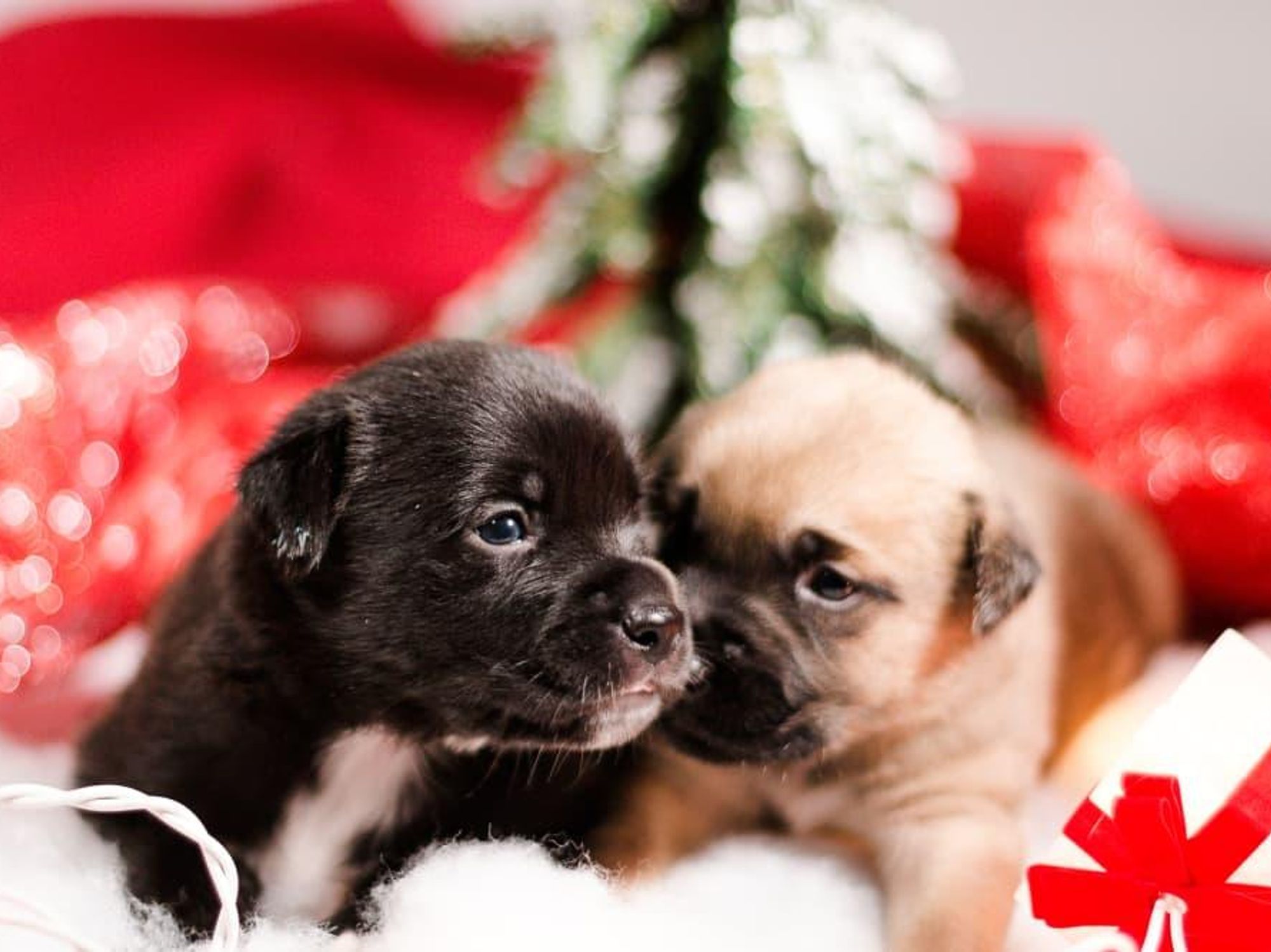 Christmas puppies