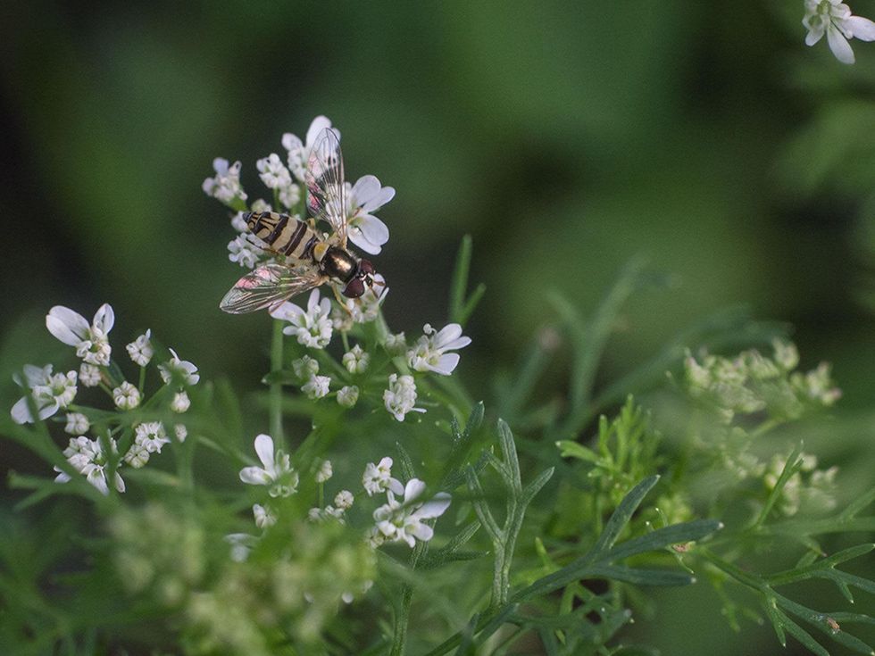 Cilantro blossoms being visited by a native pollinator