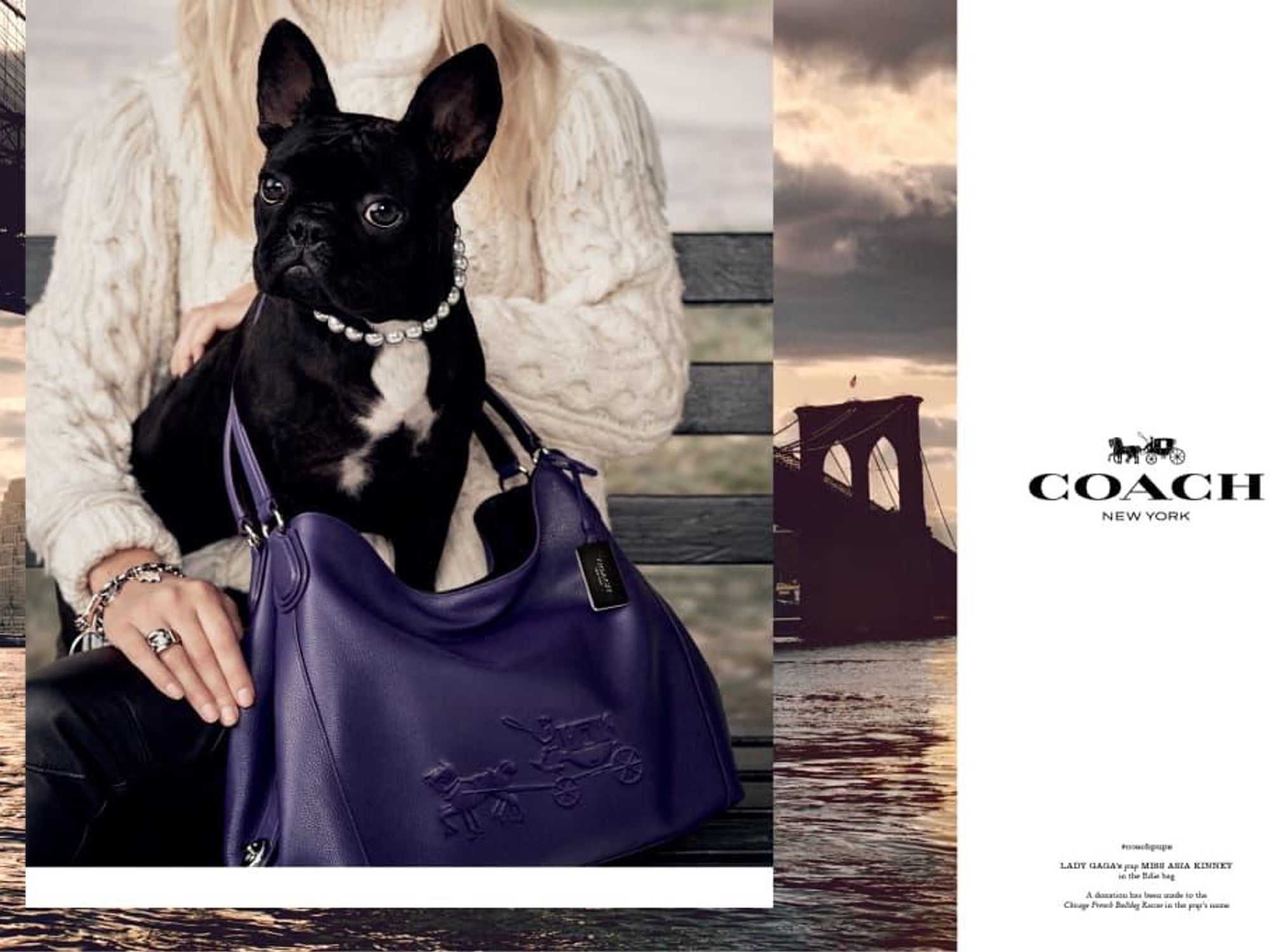 Coach ad campaign featuring Lady Gaga's dog