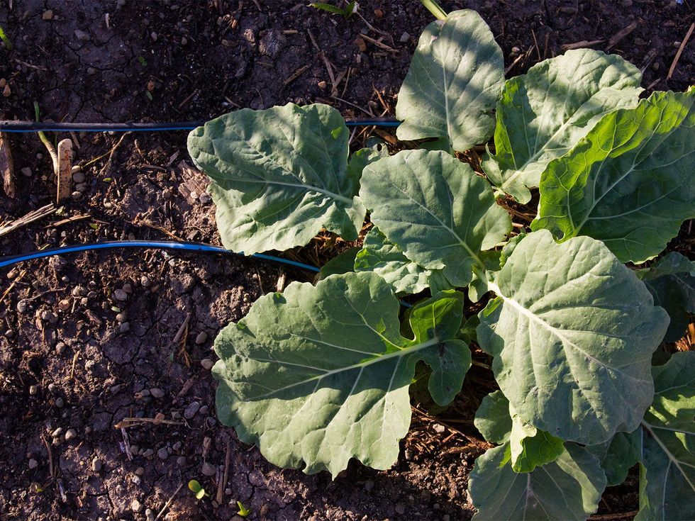 Collard greens and drip irrigation