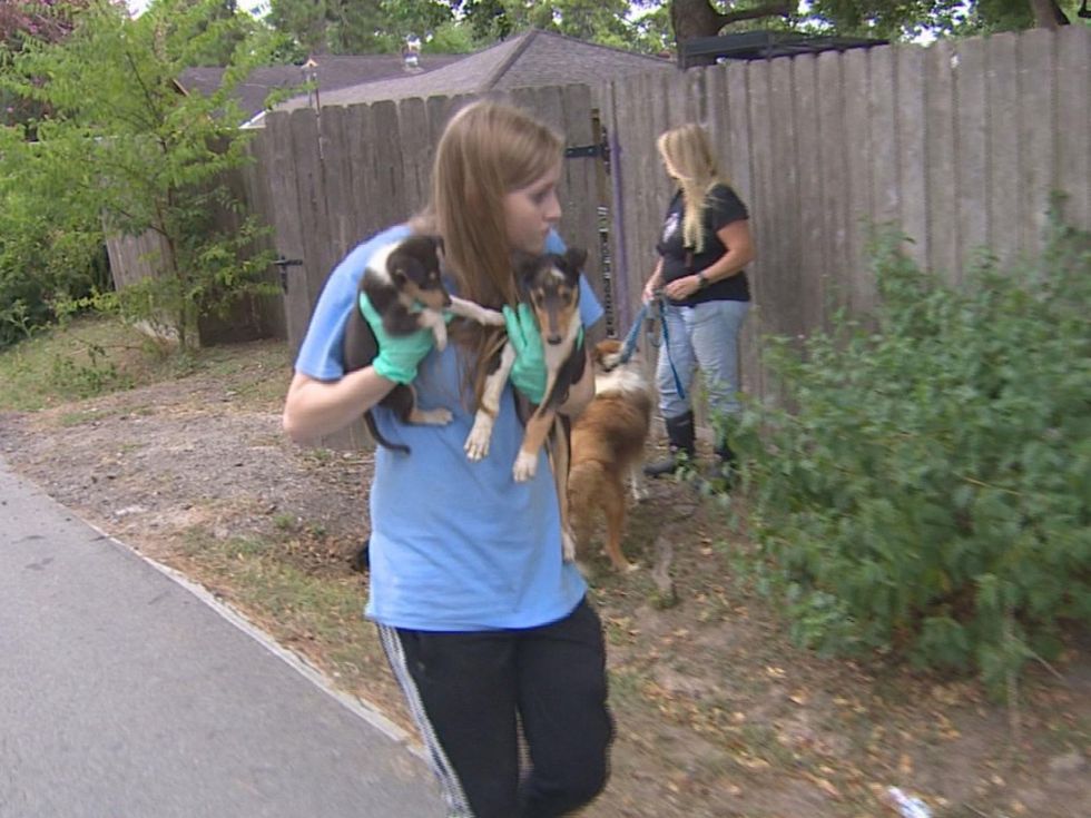 collies rescued puppies September 2014