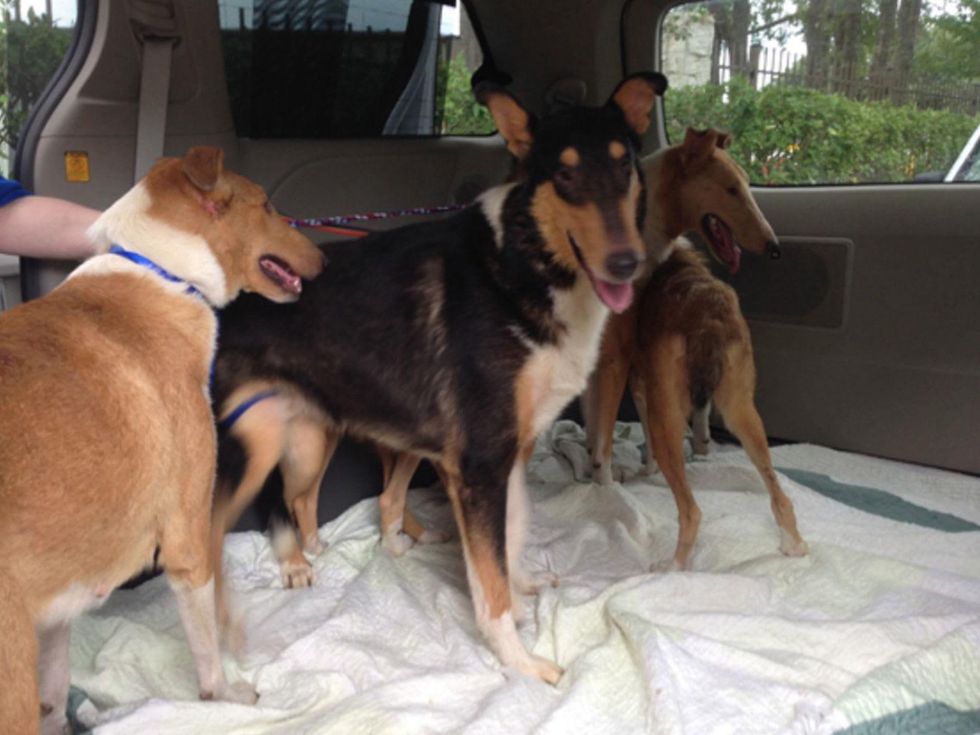 collies rescued September 2014 Dr. Elaine Kmiec