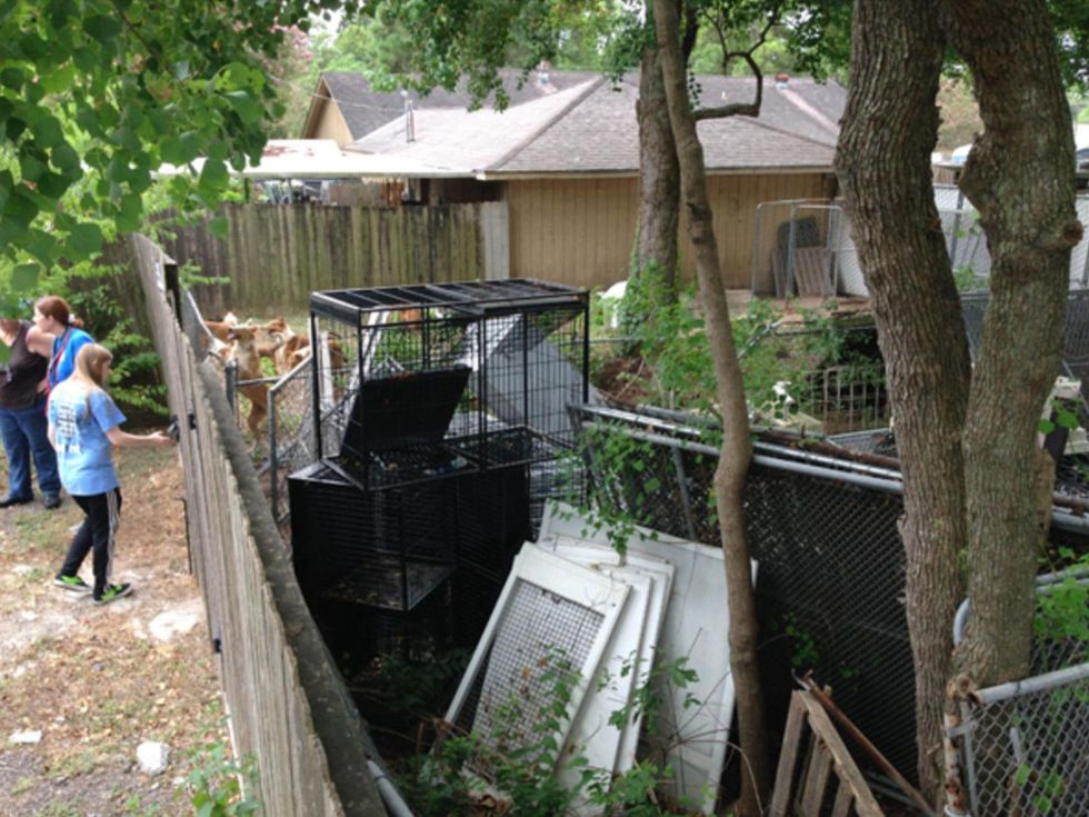 collies rescued September 2014 volunteers